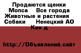 Продаются щенки Мопса. - Все города Животные и растения » Собаки   . Ненецкий АО,Кия д.